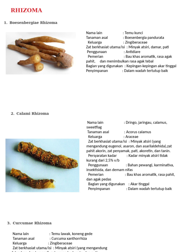 Rhizoma | PDF