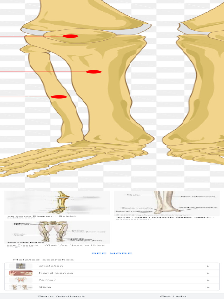 Leg Bones - Google Search | PDF