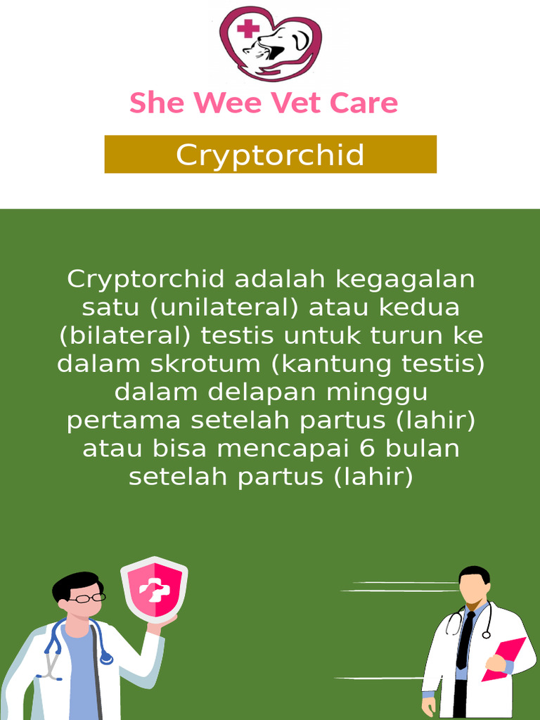 Penanganan Cryptorchid pada Kucing | PDF