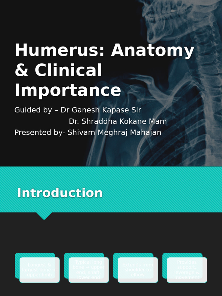Humerus Anatomy and Clinical Relevance | PDF | Musculoskeletal System ...