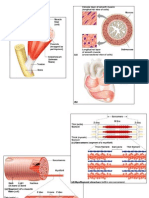 Anatomy Muscular System Images