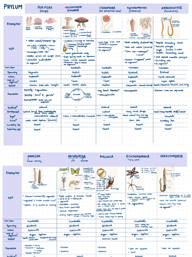 NCERT Animal Kingdom Overview | PDF | Sponge | Zoology