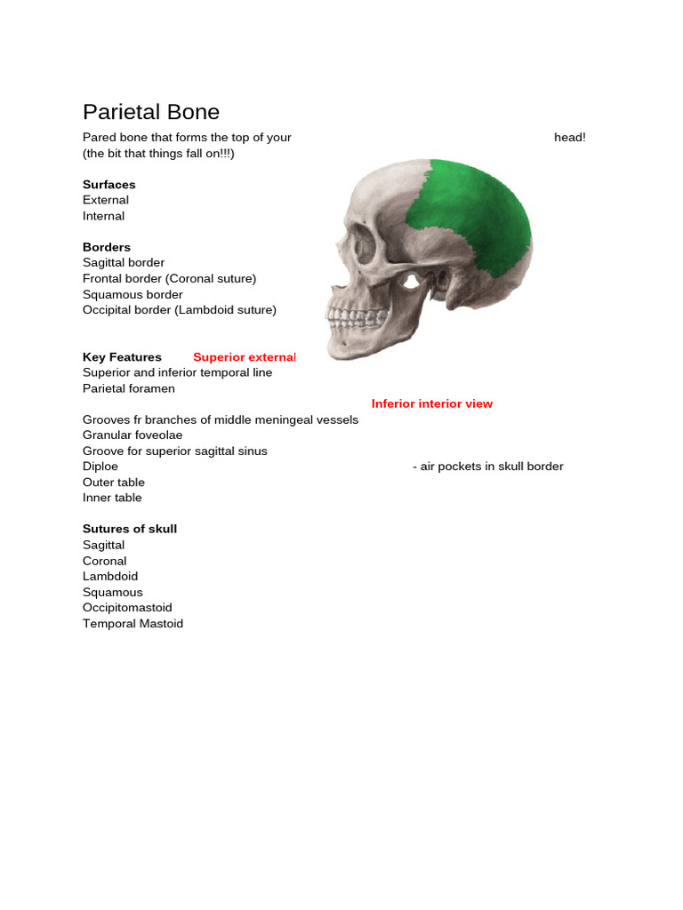 Parietal Bone | PDF