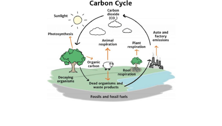 Understanding the Carbon Cycle | PDF