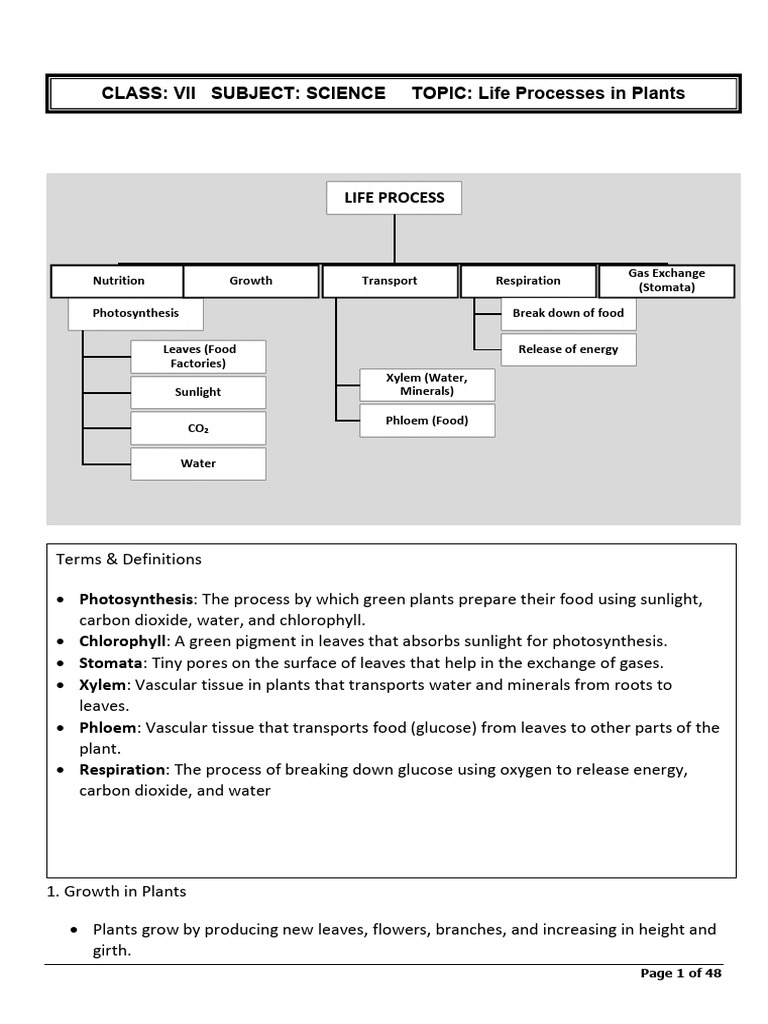 Plant Growth and Photosynthesis Explained | PDF | Photosynthesis | Leaf