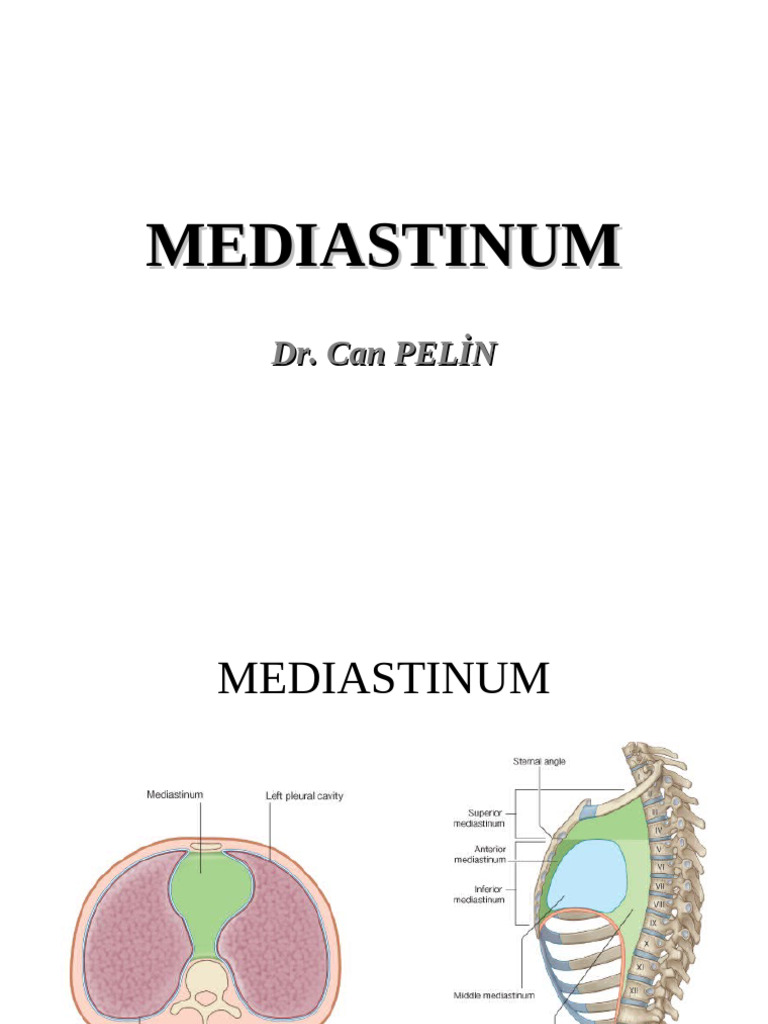 The Great Vessels and The Posterior Mediastinum | PDF | Aorta | Esophagus