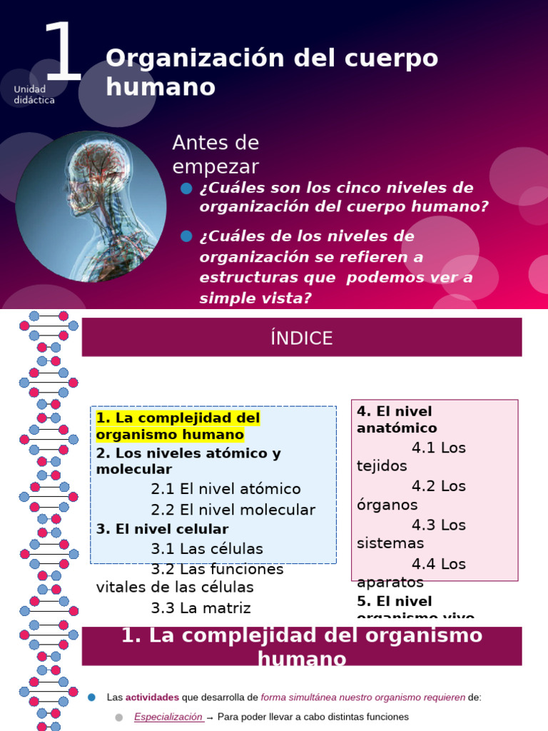 Niveles de Organización del Cuerpo Humano | PDF | Citoplasma | Biología ...