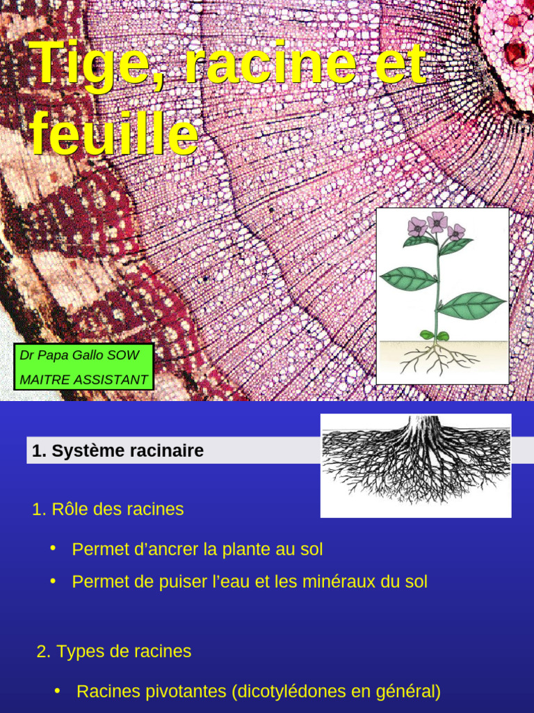 Types de racines et procambium | PDF | Tige (Plante) | Racine