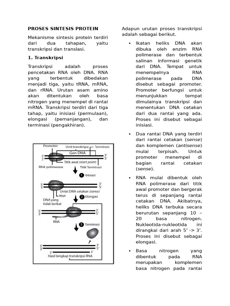 Tahapan Proses Sintesis Protein | PDF
