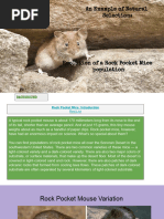 Rock Pocket Mouse Color Variation Study | PDF | Mouse | Natural Selection