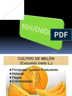 Clase de Melón