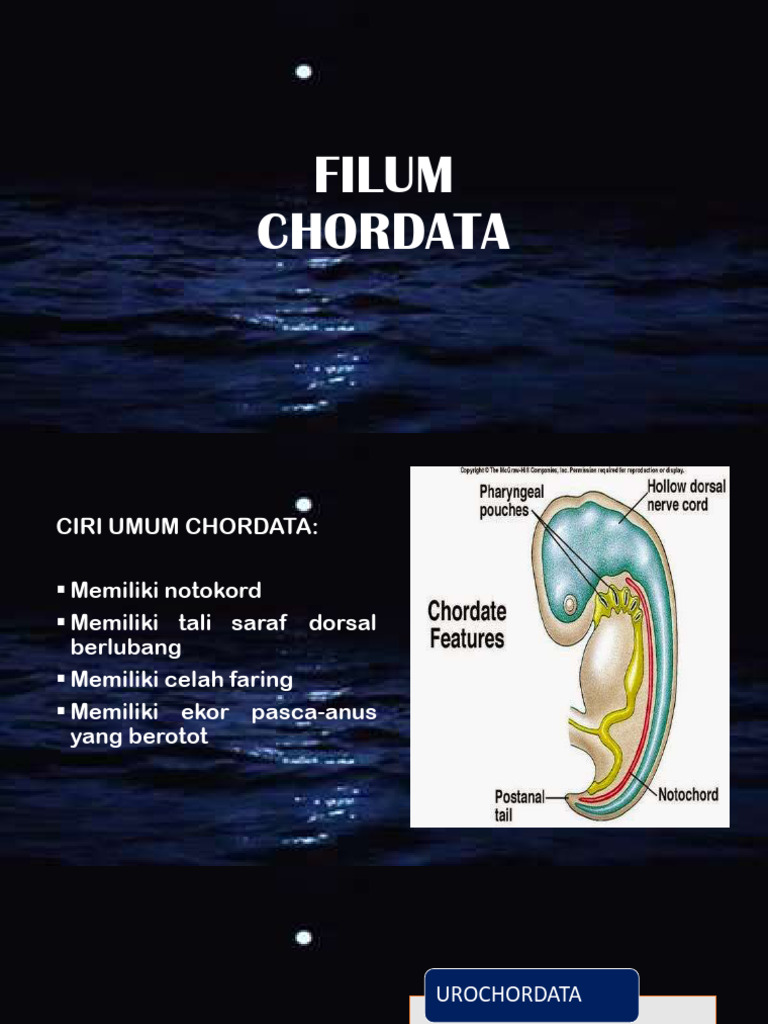 Ciri dan Klasifikasi Filum Chordata | PDF