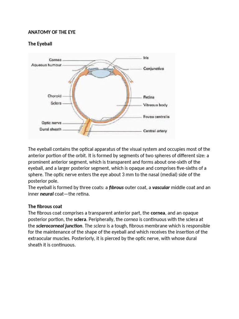 Anatomy of the Eye Explained | PDF | Human Eye | Retina