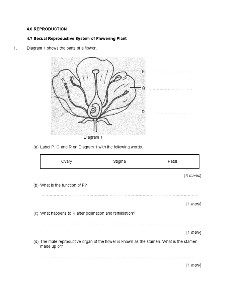 Exercise 4.7 PDF Flowers Reproductive System