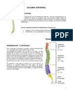 Estructura y características de la columna vertebral