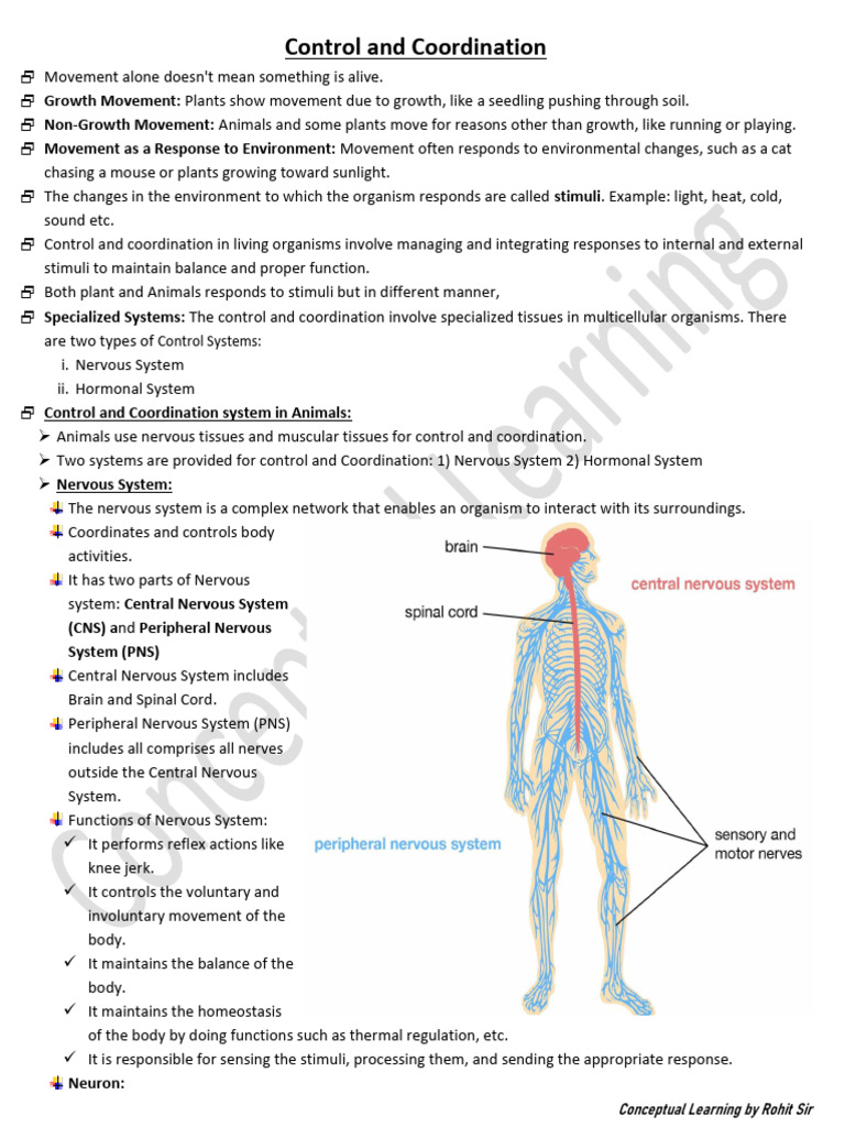 Control and Coordination in Organisms | PDF | Plant Hormone | Axon