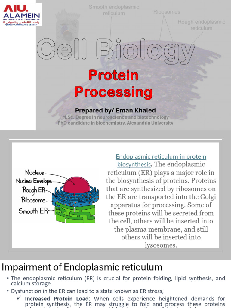Week 4 Tutorial (7!3!2025) | PDF | Endoplasmic Reticulum | Cell Biology