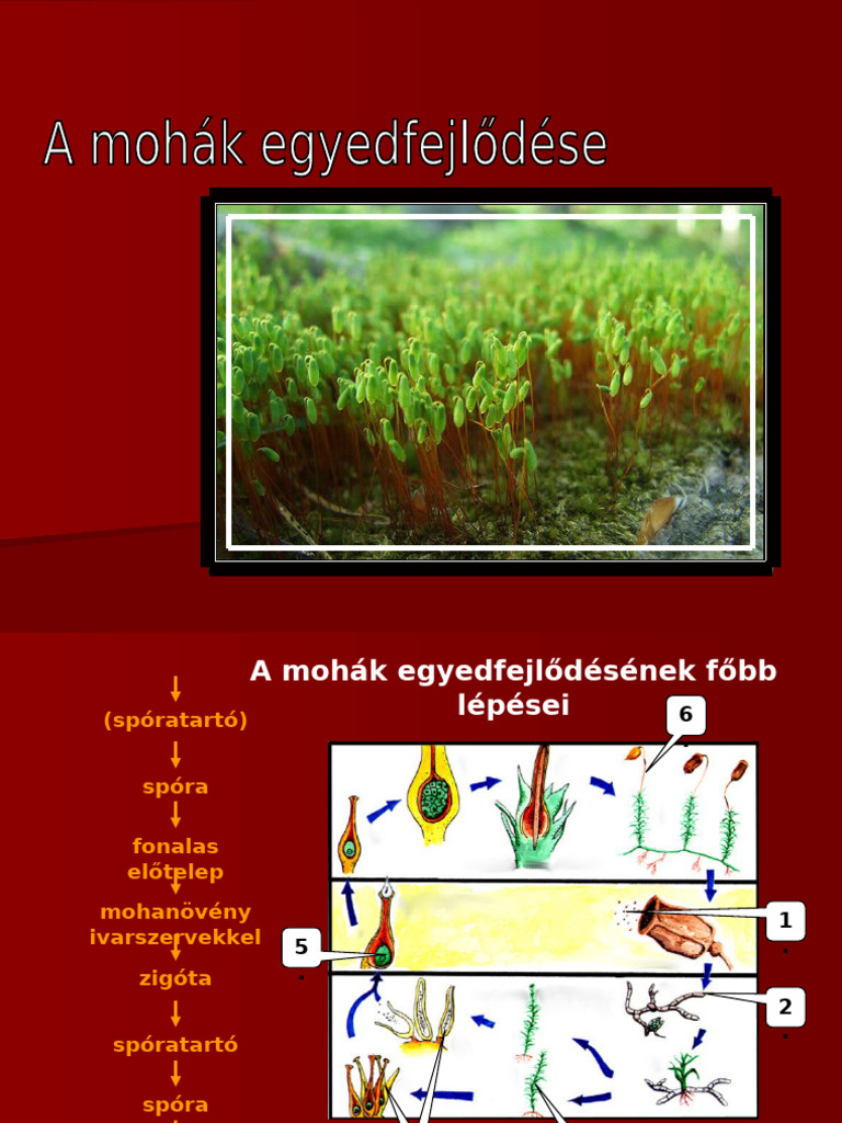 A Mohák Egyedfejlődése | PDF