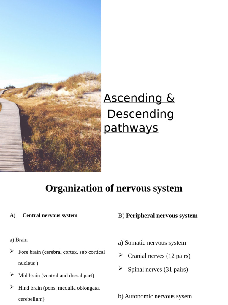 Ascending&Descending Pathways | PDF | Somatosensory System | Nervous System