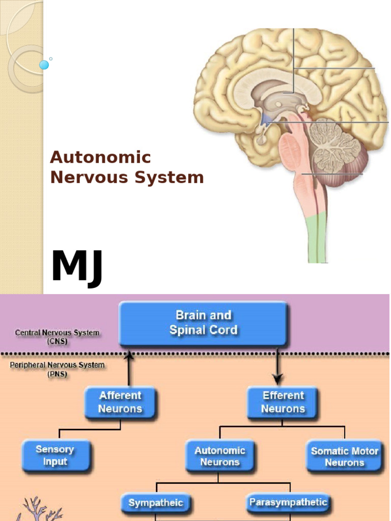 Understanding the Autonomic Nervous System | PDF