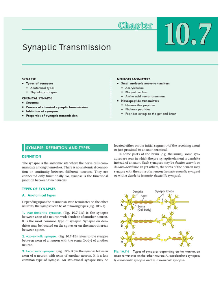 Synapse and Neurotranmitters - IK | PDF | Chemical Synapse | Synapse