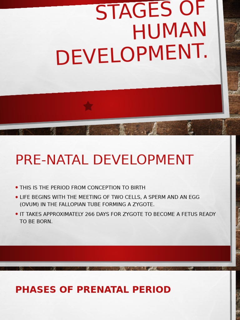 Stages of Human Development Overview | PDF | Adolescence | Embryo