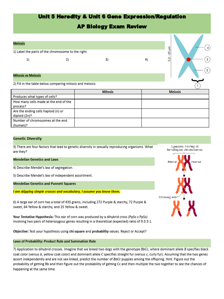 AP Biology Genetics Exam Review Key | PDF | Gene | Genetics