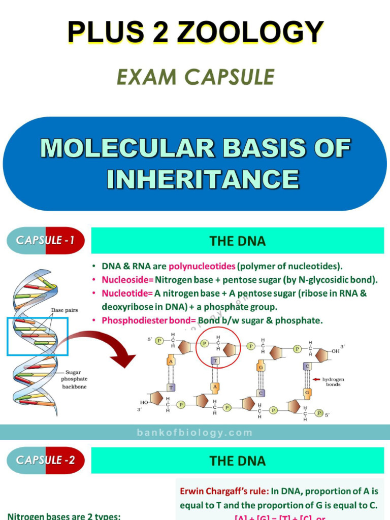 6 Molecular Basis of Inheritance Exam Capsule Pic | PDF