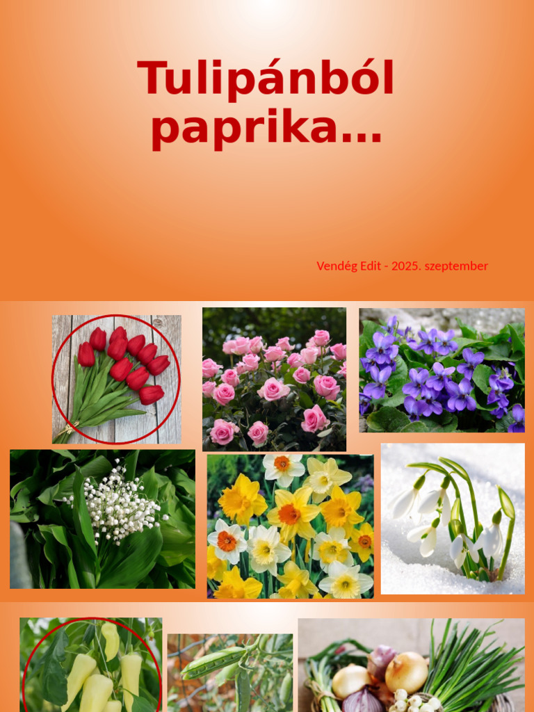1TTulipánból Paprika 2025. VE | PDF