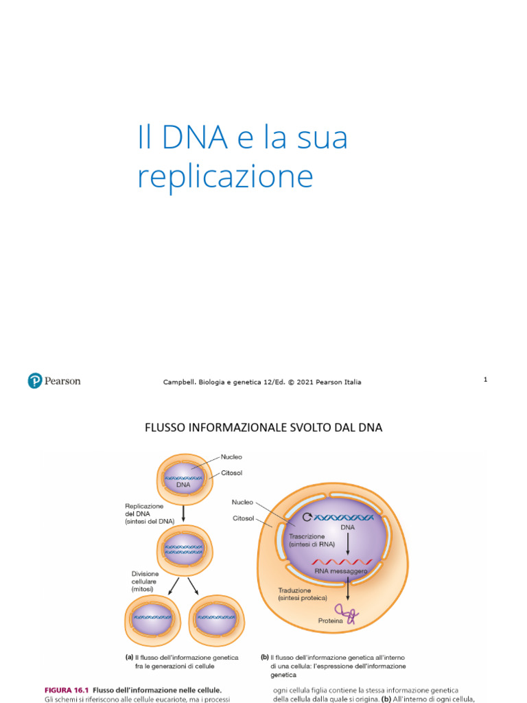 08 - Il DNA e La Sua Replicazione | PDF