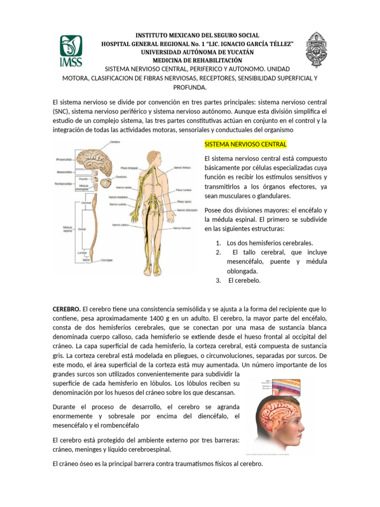 Estructura y Función del Sistema Nervioso | PDF | Médula espinal | Nervio