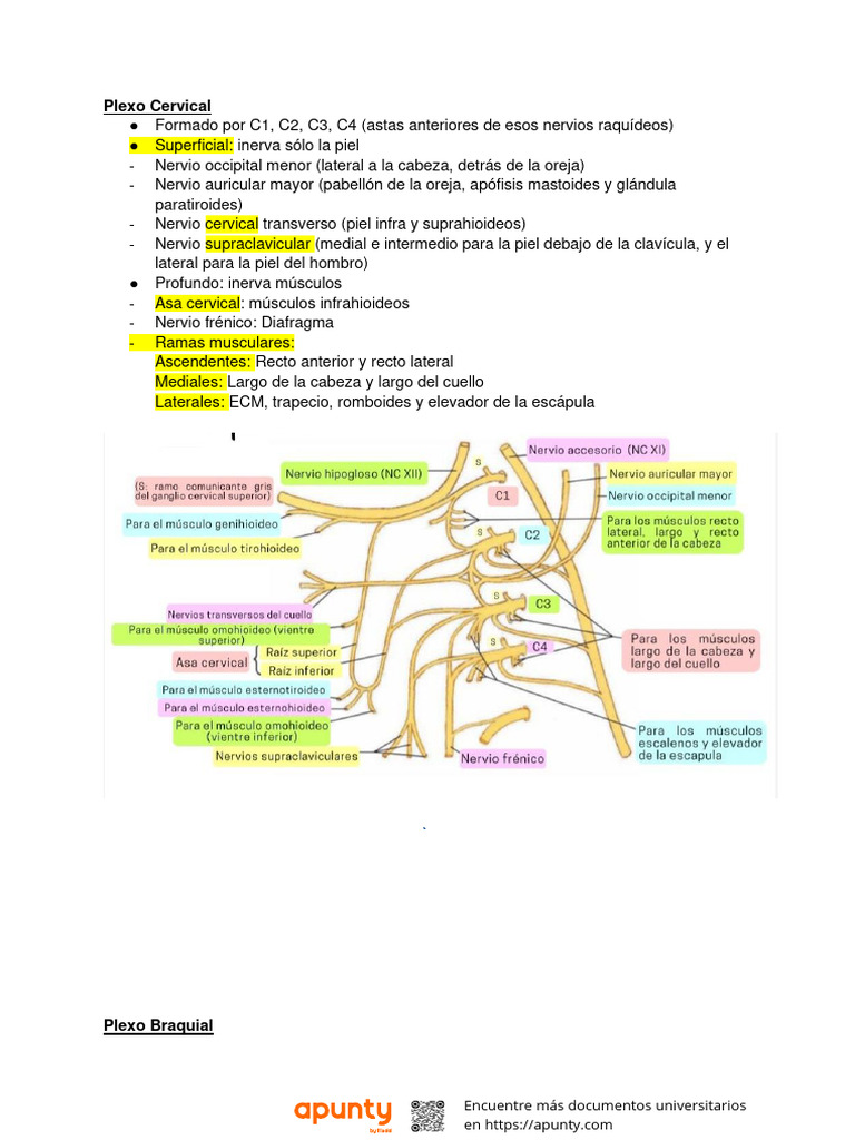 Anatomía de los Plexos Nerviosos Humanos | PDF | Neuroanatomía | Tejido ...
