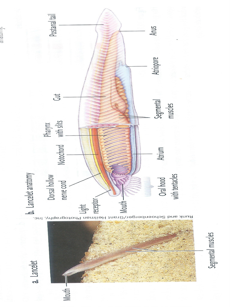 BIO102 Lancelets - 041721 | PDF