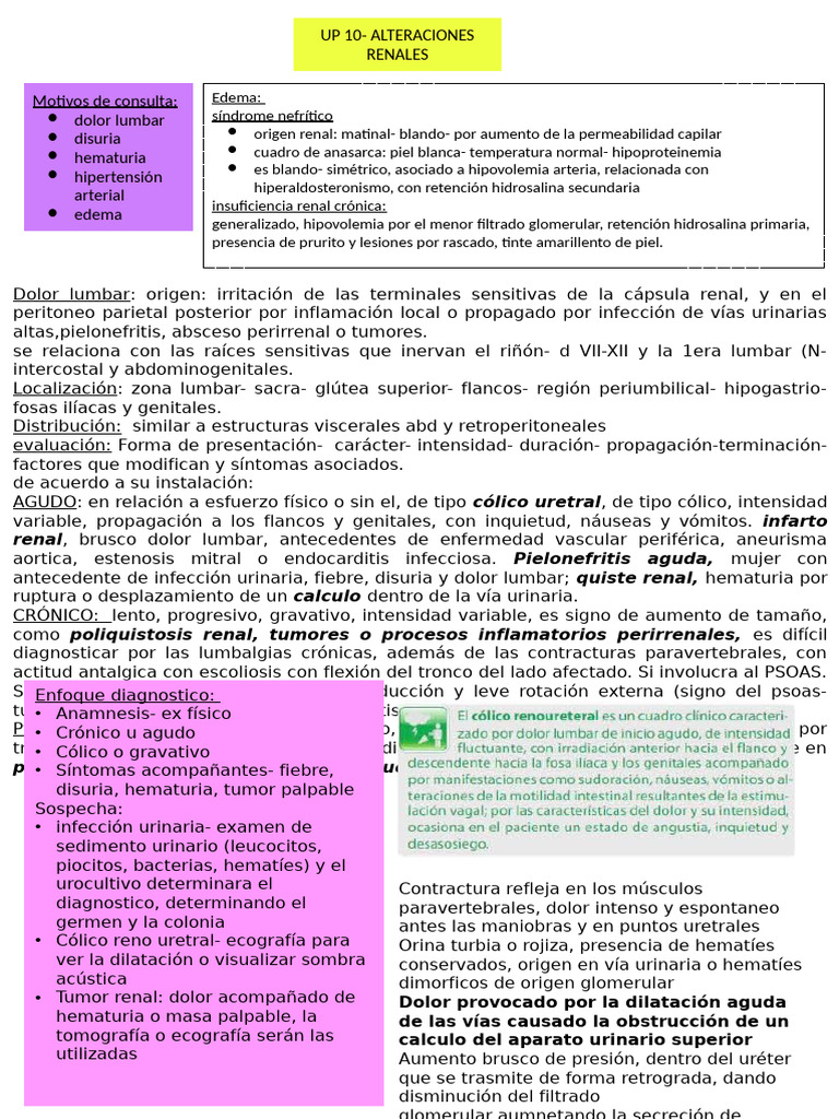 Resumen Unidad 10 | PDF | Sistema urinario | Riñón