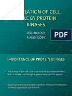 Regulation of Cell Cycle by Protein Kinases