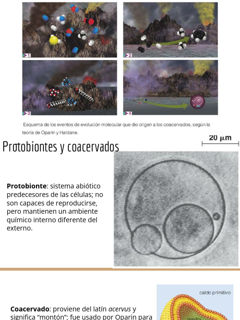Protobiontes: Precursores de Células | PDF | Biología Celular) | Organismos