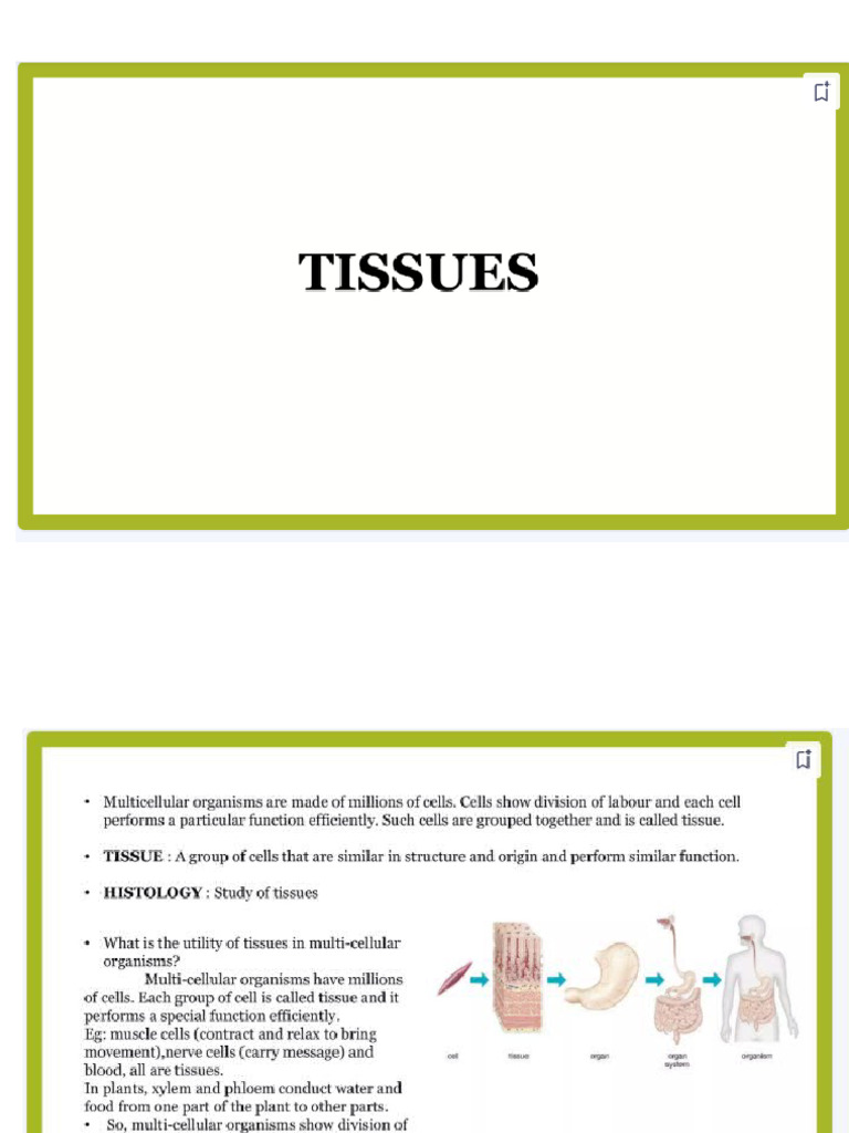 Tissues | PDF