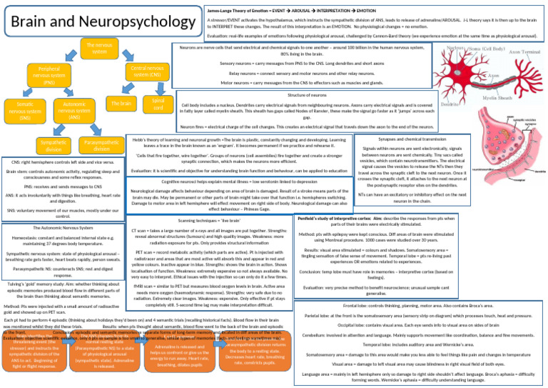 Understanding Brain and Nervous System | PDF | Neuron | Nervous System