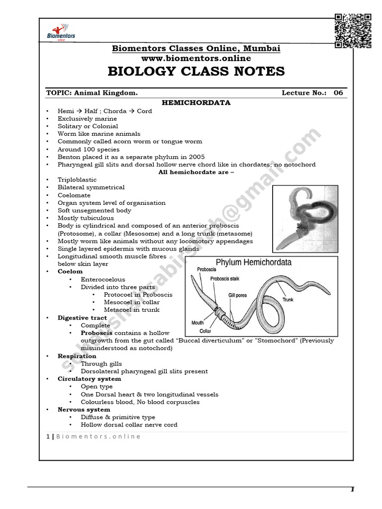 Hemichordata and Chordata Overview | PDF | Vertebrates | Chordates