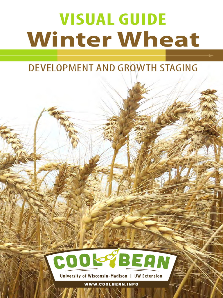 Winter Wheat Feekes Growth Stages Guide | PDF | Seed | Plant Stem