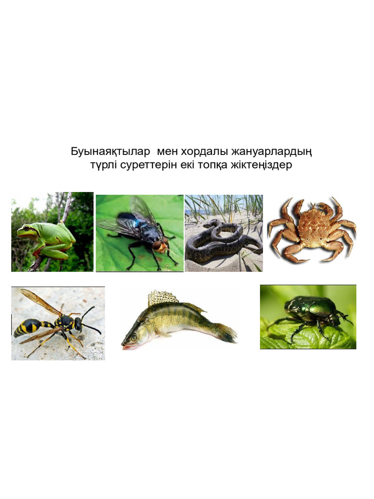 Сығандармен жыныстық қатынас