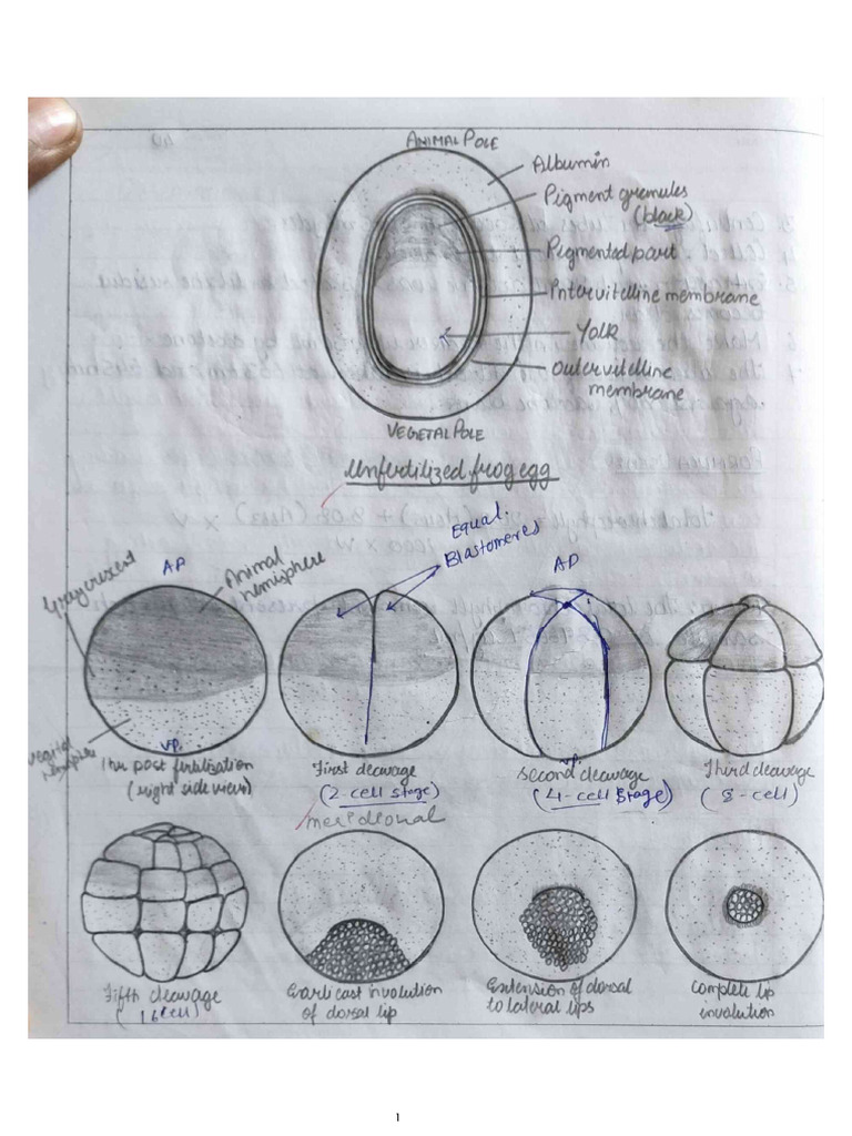Study of Frog | PDF