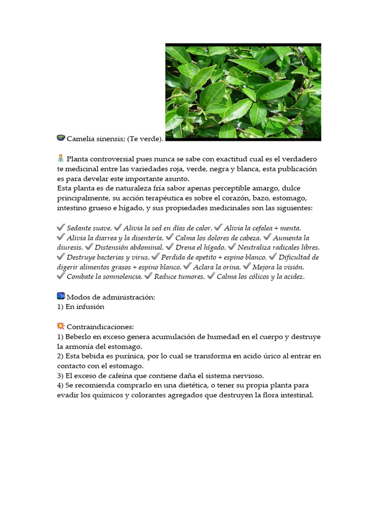 Camelia Sinensis | PDF