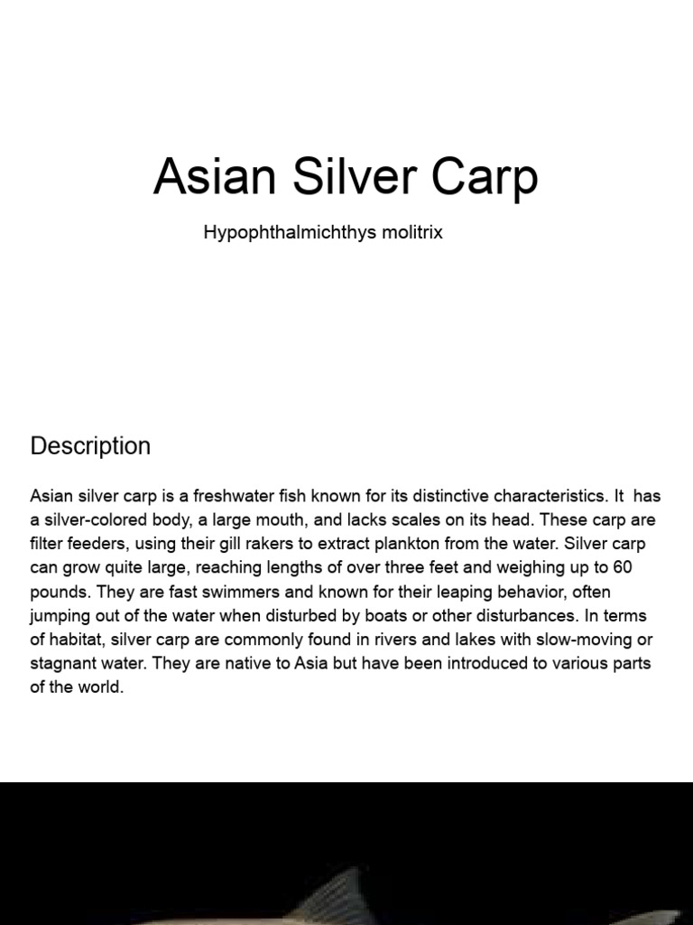 Impact of Asian Silver Carp Invasion | PDF | Invasive Species ...