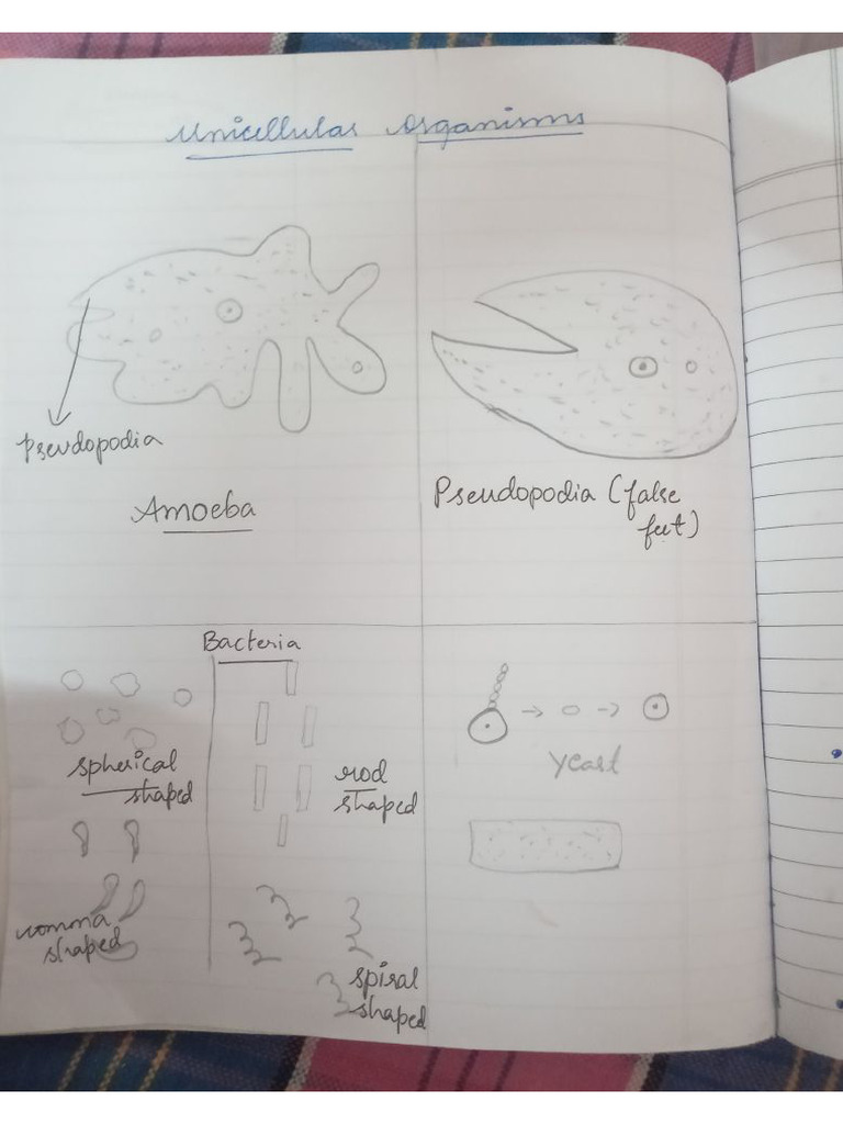 Bio CW | PDF