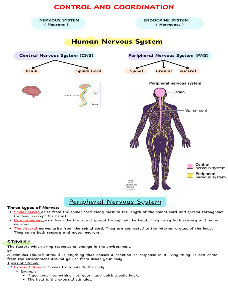 Understanding Nervous System Functions | PDF | Neuron | Nervous System