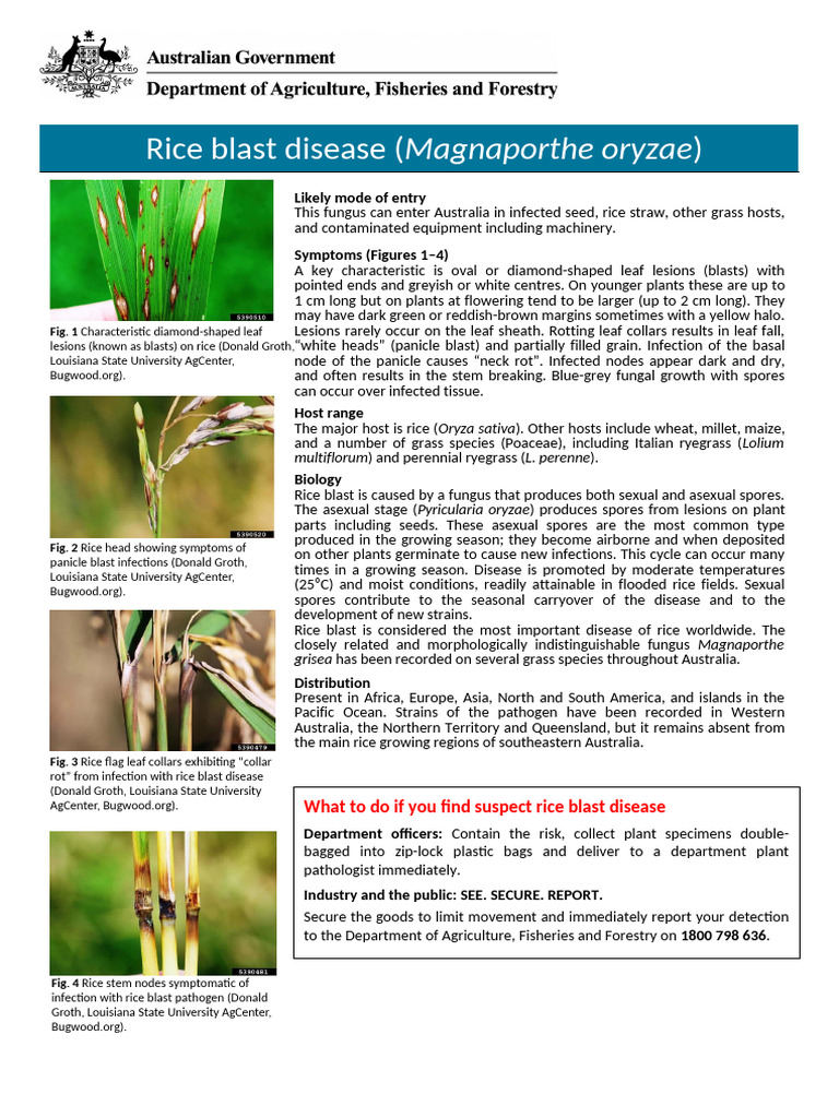 rice-blast-disease | PDF | Rice | Fungus