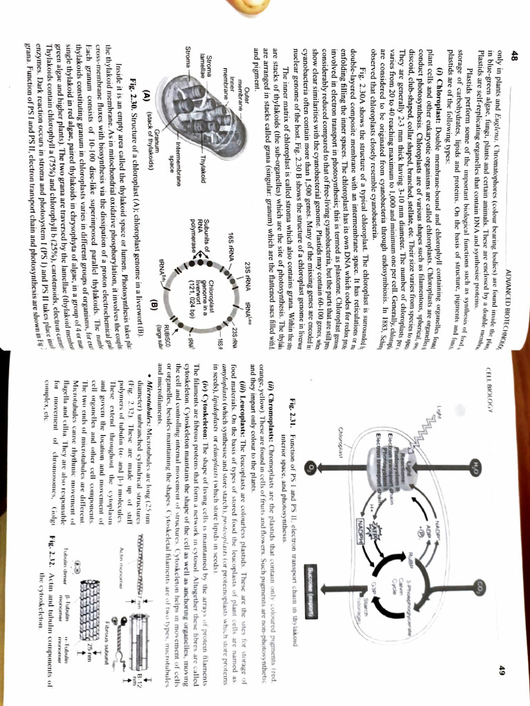 Structure of Chloroplasts and Chromoplasts | PDF | Chloroplast ...