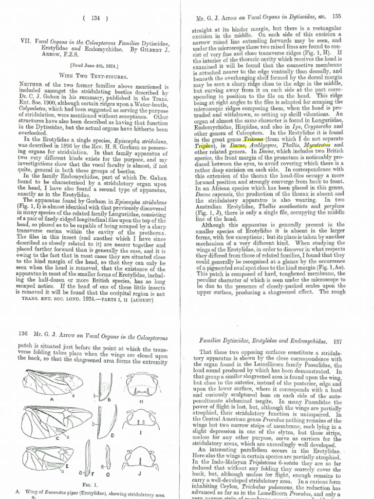 Arrow 1924-Sound in Dytiscidae, Erotylidae, Endomychidae | PDF