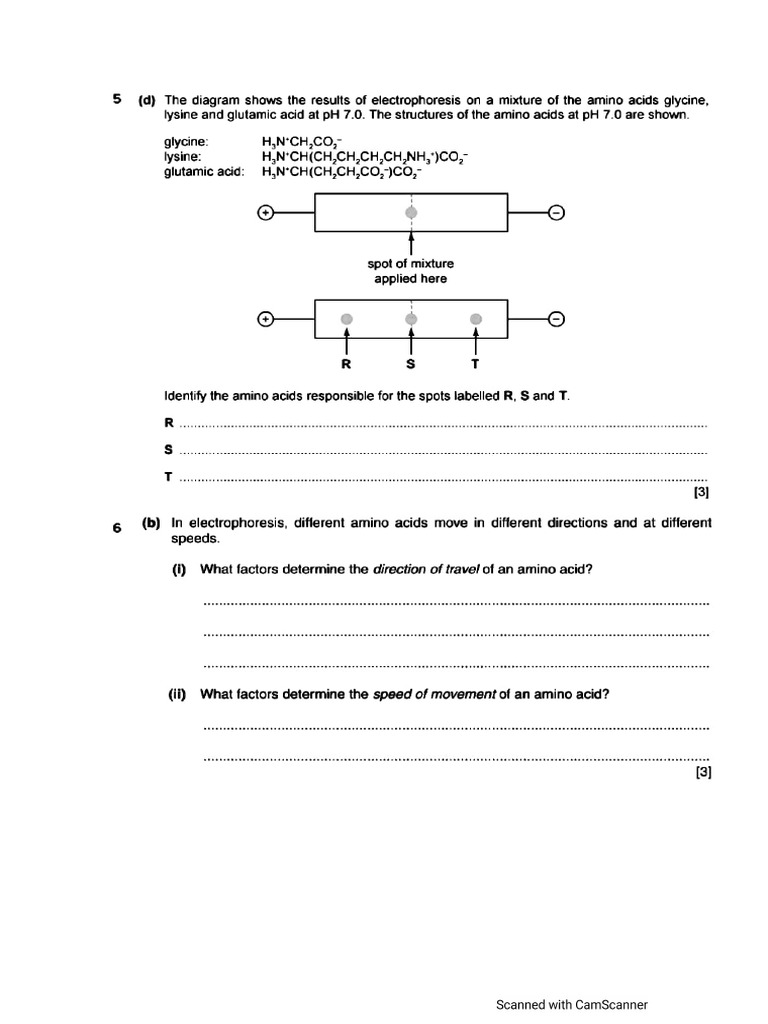 ELectro Phoresis | PDF